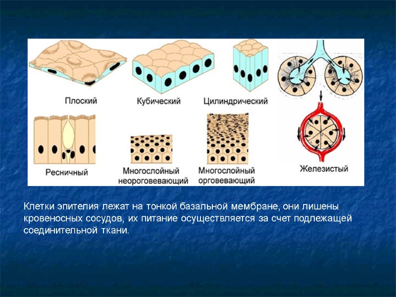 Клетки эпителия лежат на тонкой базальной мембране, они лишены кровеносных сосудов, их питание осуществляется